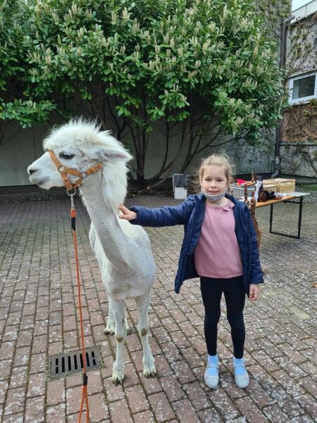 Warsztaty z alpaką